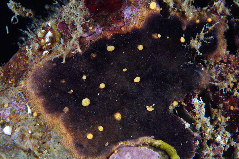 Reptadeonella violacea  (Johnston, 1847)
